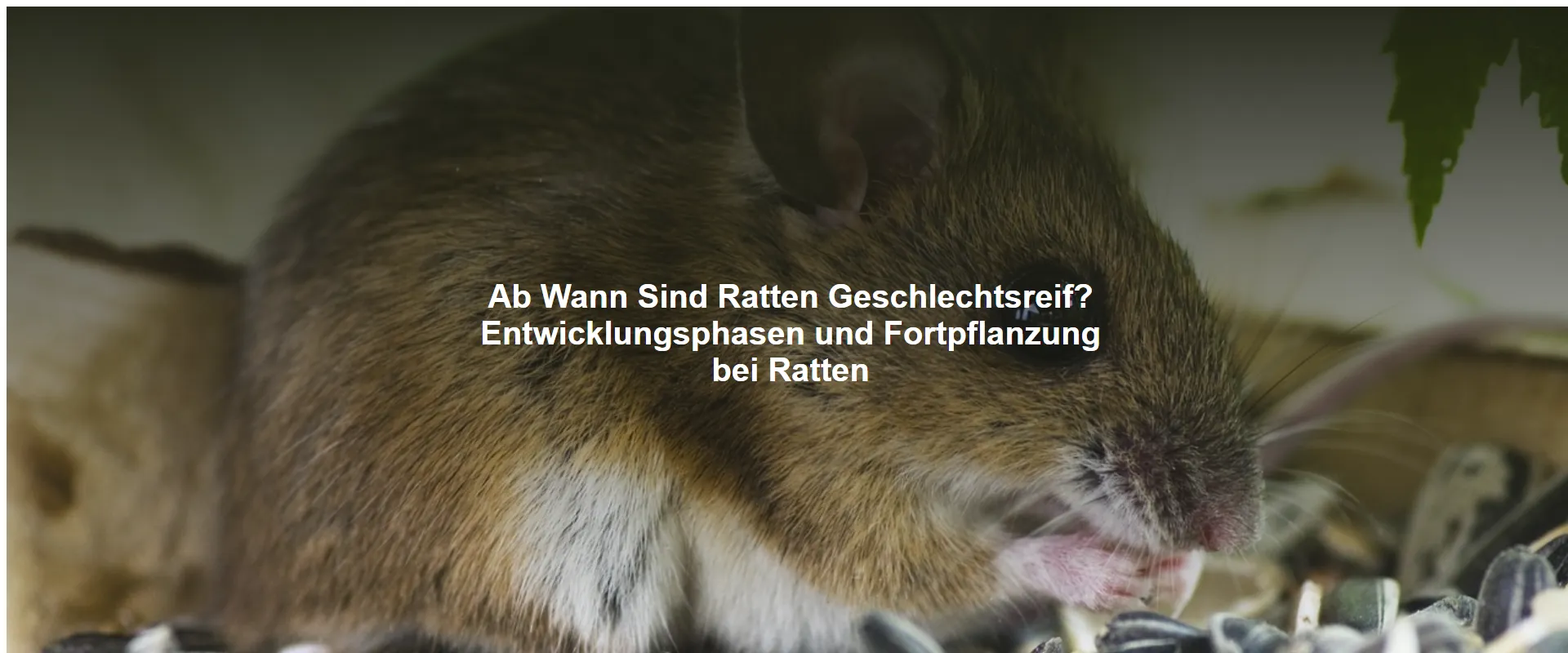 Ab Wann Sind Ratten Geschlechtsreif? Entwicklungsphasen und Fortpflanzung bei Ratten