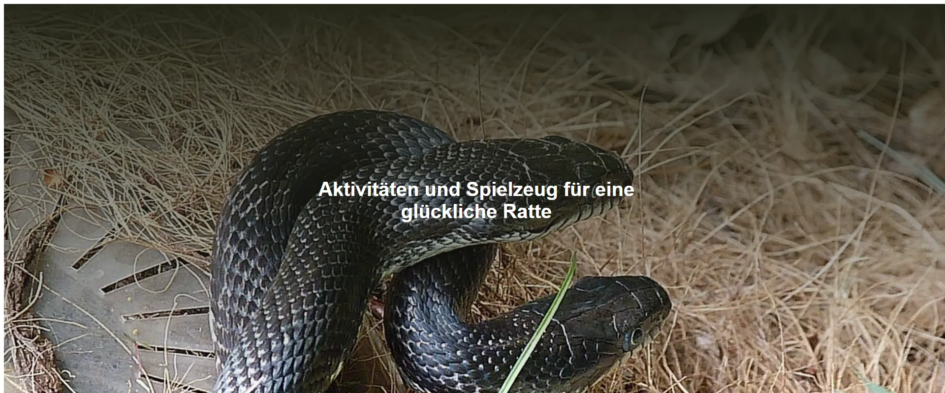 Aktivitäten und Spielzeug für eine glückliche Ratte