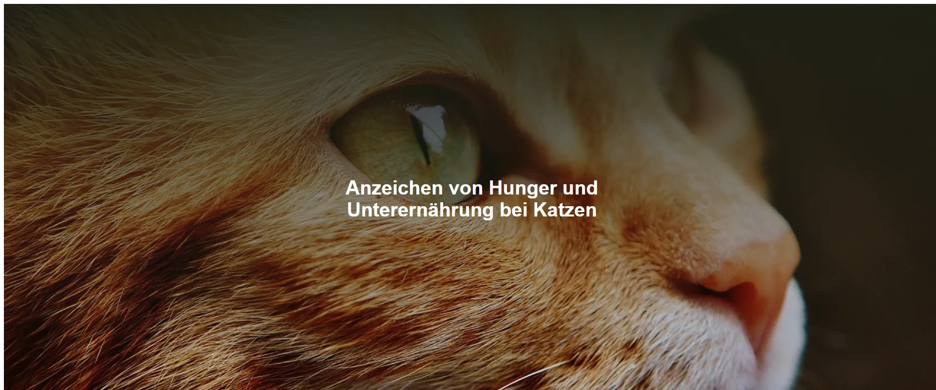 Anzeichen von Hunger und Unterernährung bei Katzen