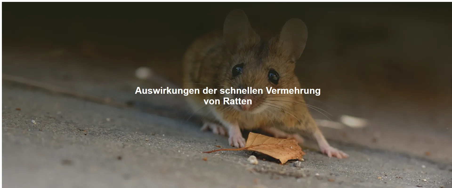 Auswirkungen der schnellen Vermehrung von Ratten