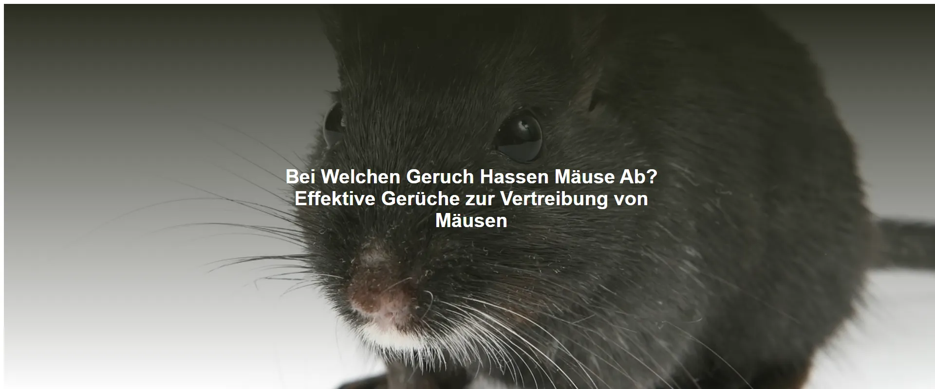 Bei Welchen Geruch Hassen Mäuse Ab? Effektive Gerüche zur Vertreibung von Mäusen