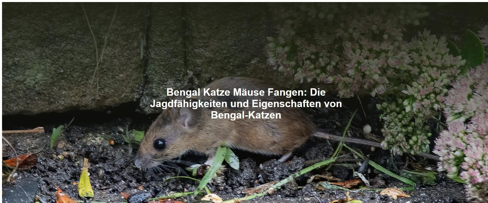 Bengal Katze Mäuse Fangen – Die Jagdfähigkeiten und Eigenschaften von Bengal-Katzen
