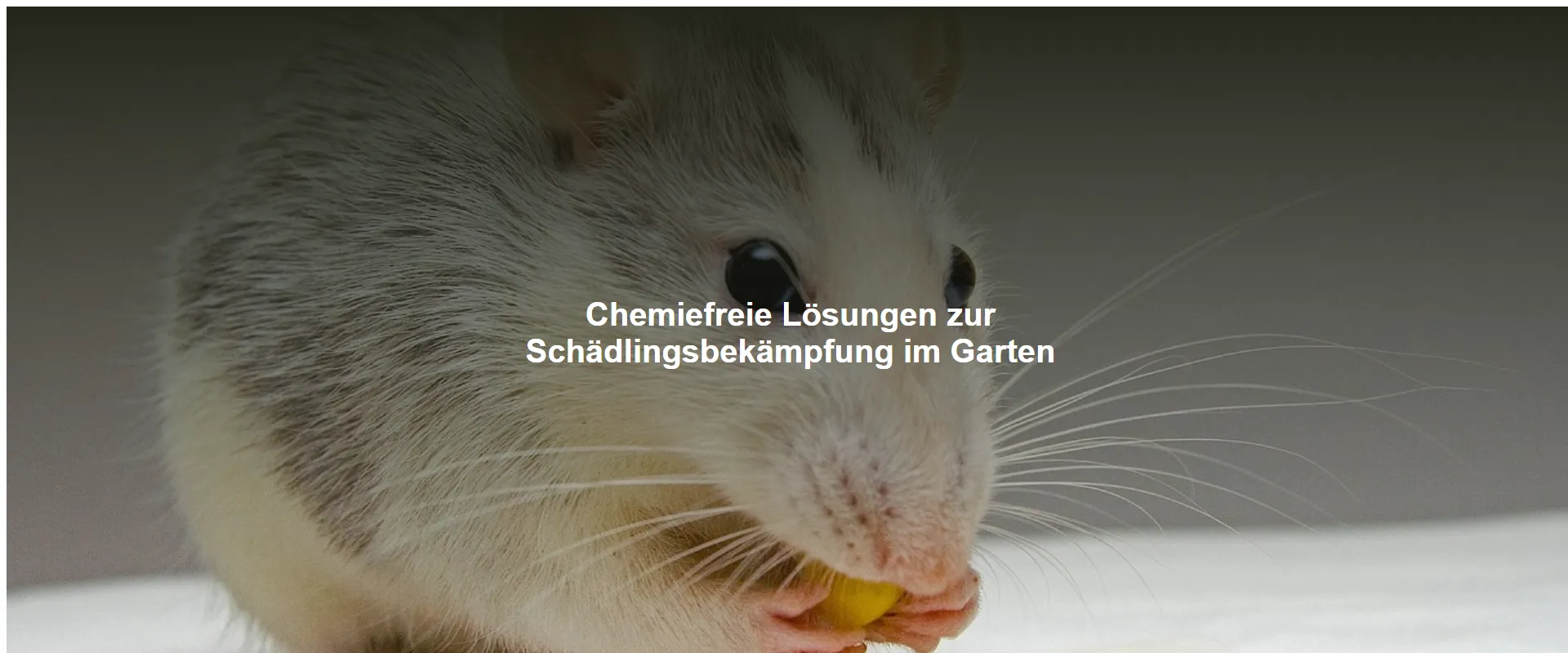 Chemiefreie Lösungen zur Schädlingsbekämpfung im Garten