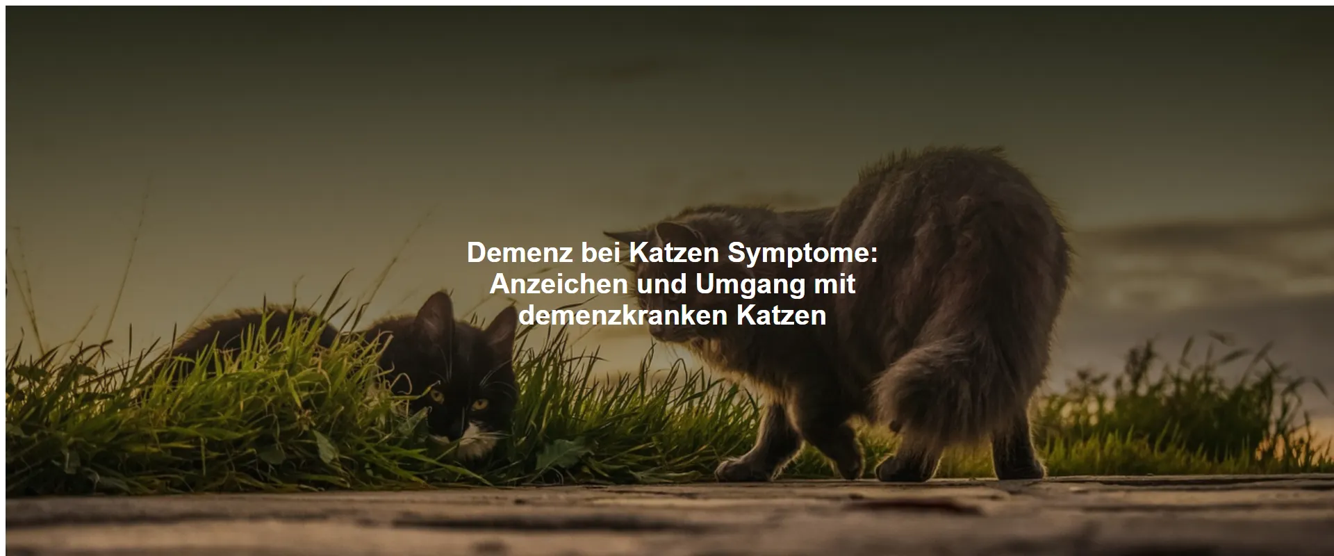 Demenz bei Katzen Symptome – Anzeichen und Umgang mit demenzkranken Katzen