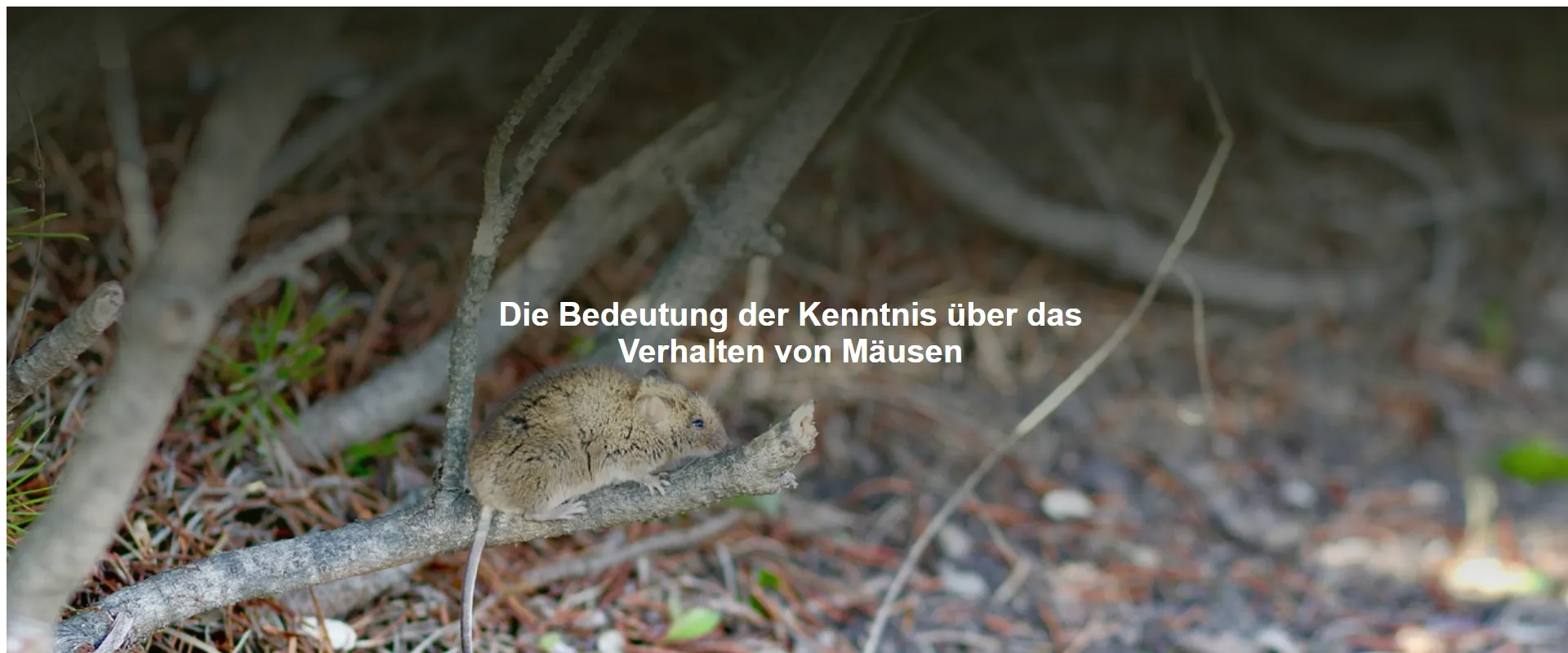 Die Bedeutung der Kenntnis über das Verhalten von Mäusen