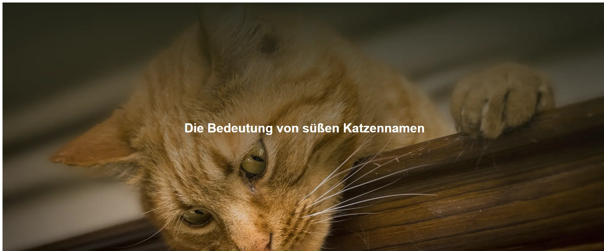 Die Bedeutung von süßen Katzennamen