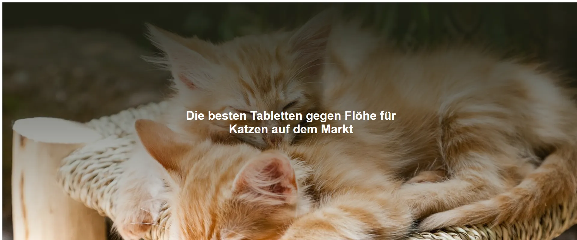 Die besten Tabletten gegen Flöhe für Katzen auf dem Markt