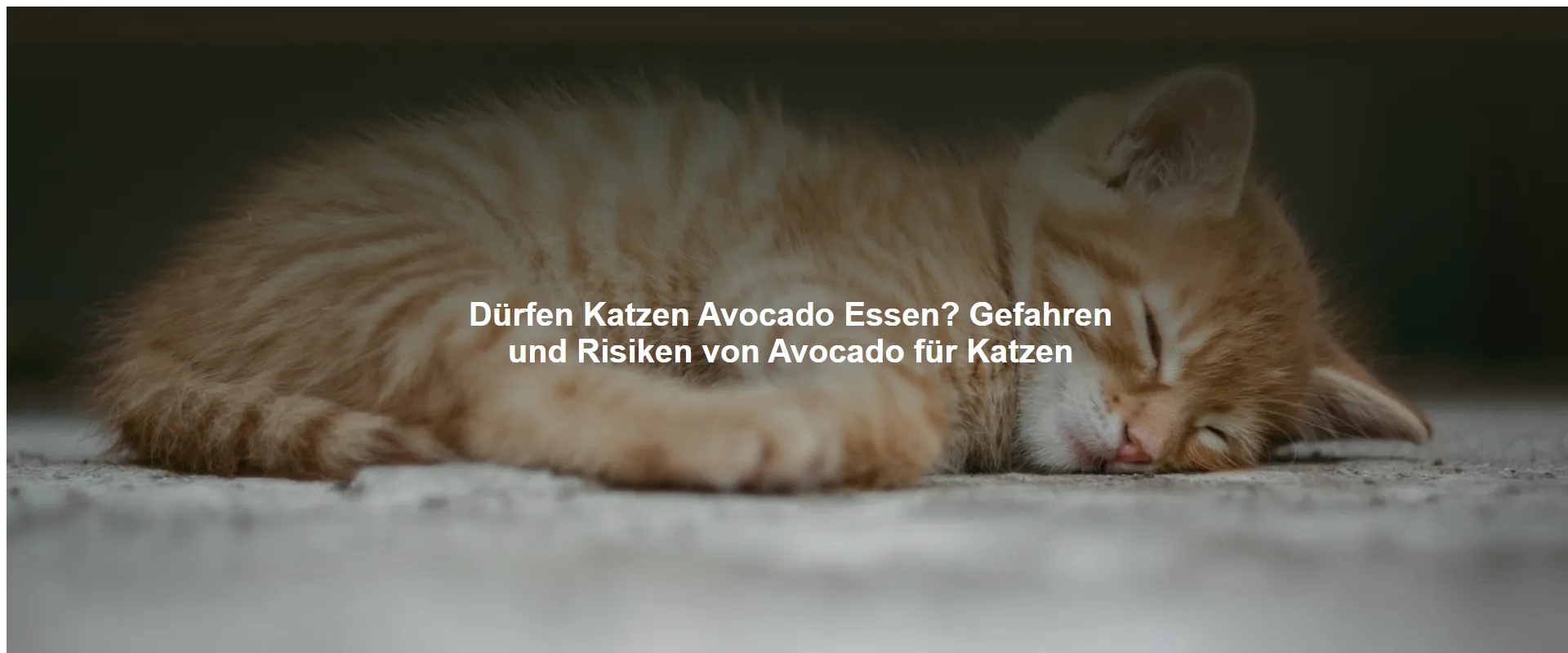 Dürfen Katzen Avocado Essen? Gefahren und Risiken von Avocado für Katzen