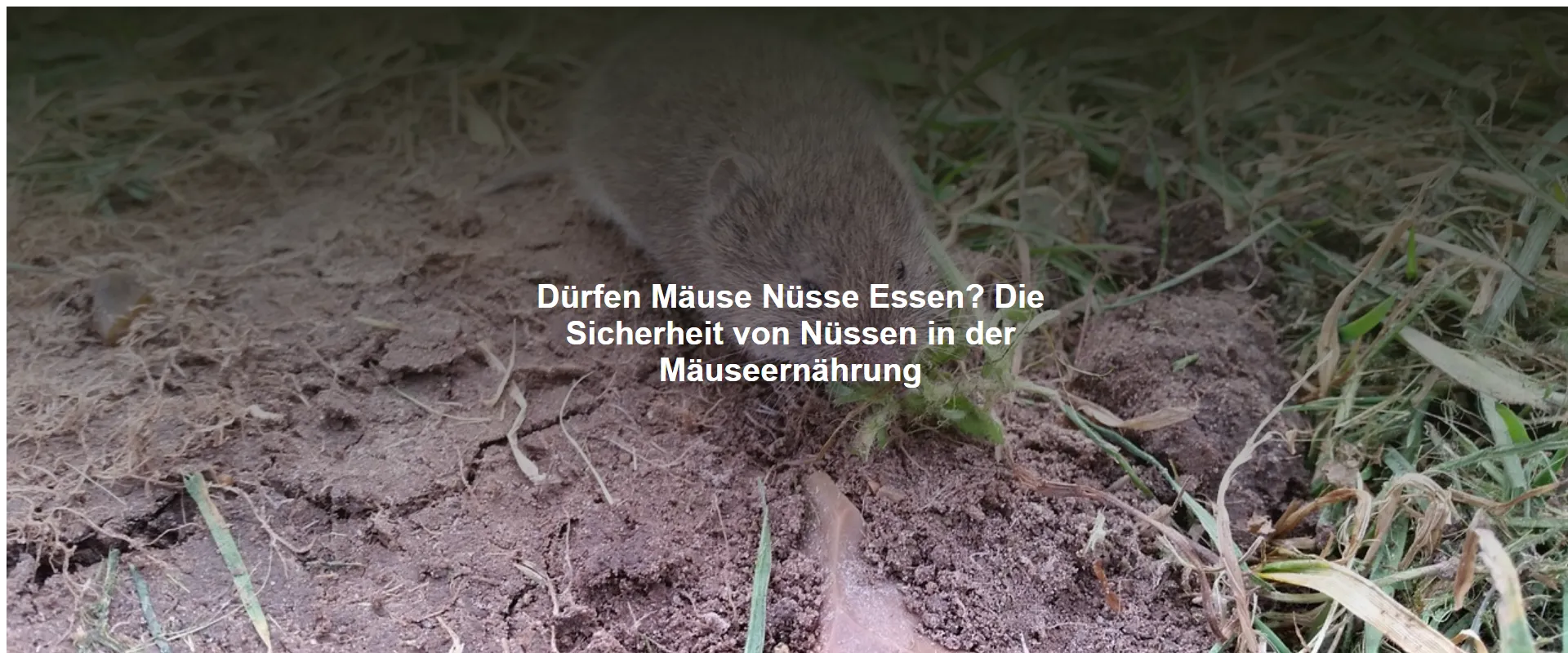 Dürfen Mäuse Nüsse Essen? Die Sicherheit von Nüssen in der Mäuseernährung