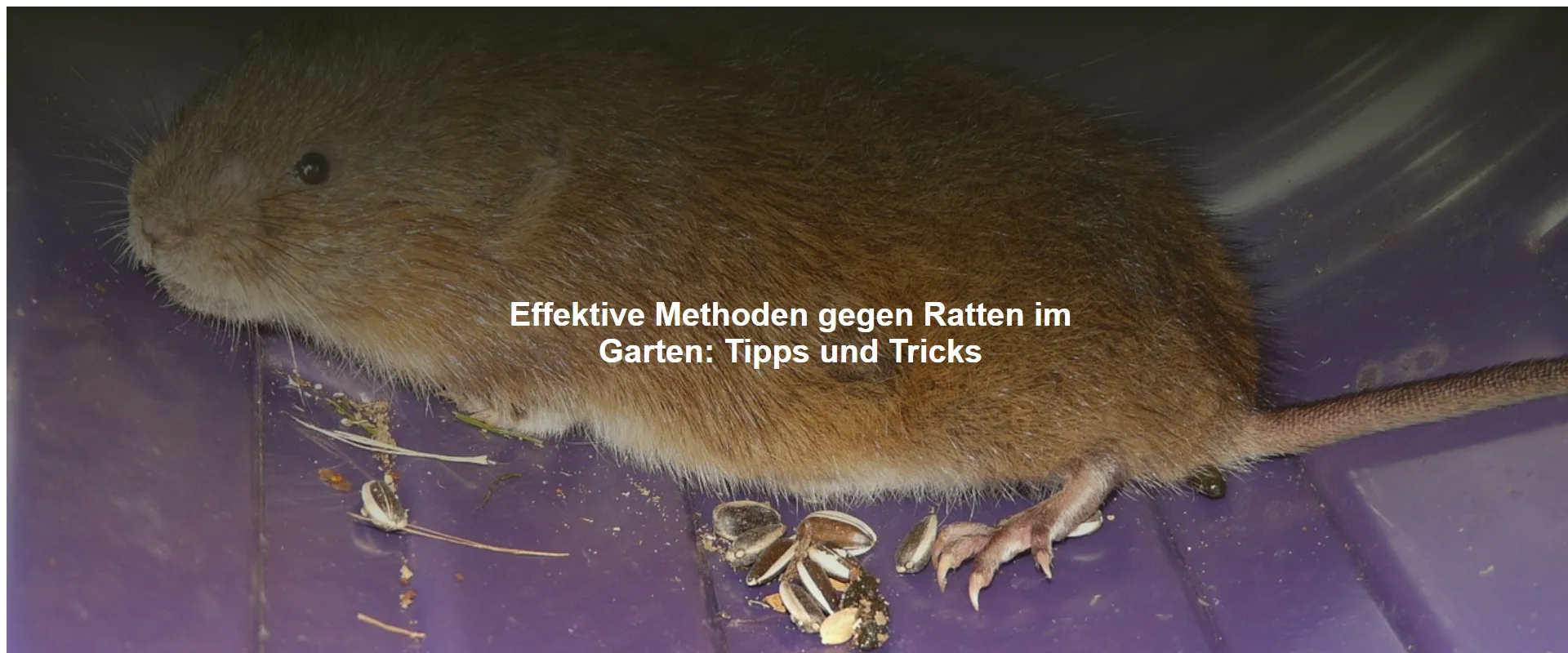 Effektive Methoden gegen Ratten im Garten – Tipps und Tricks