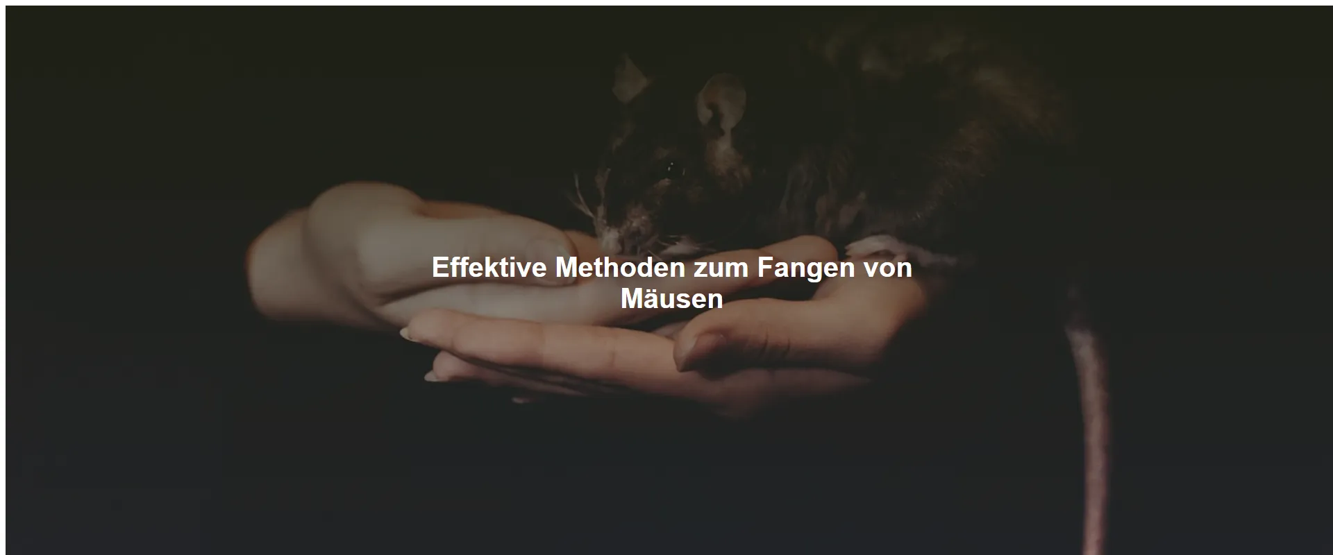 Effektive Methoden zum Fangen von Mäusen