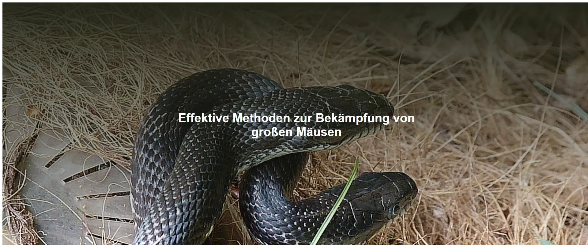 Effektive Methoden zur Bekämpfung von großen Mäusen
