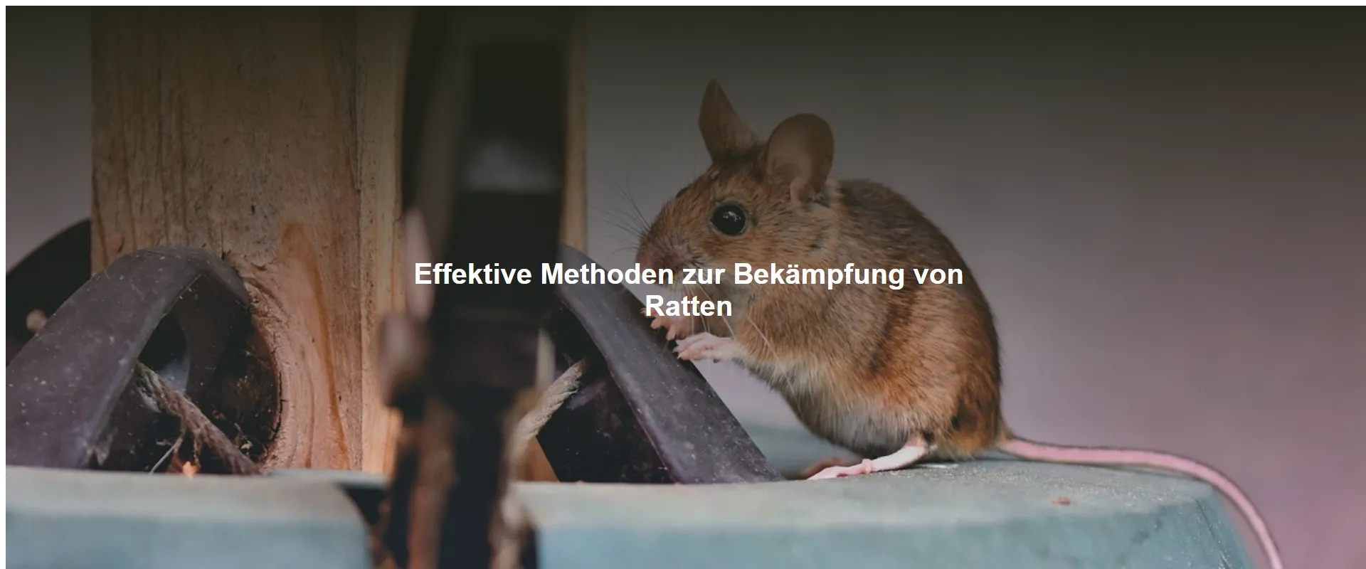 Effektive Methoden zur Bekämpfung von Ratten