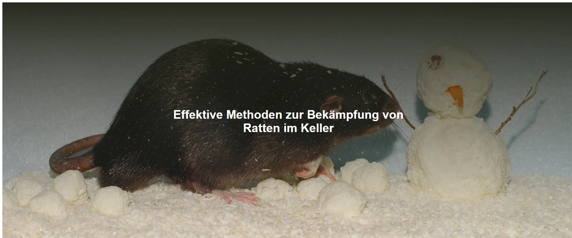 Effektive Methoden zur Bekämpfung von Ratten im Keller