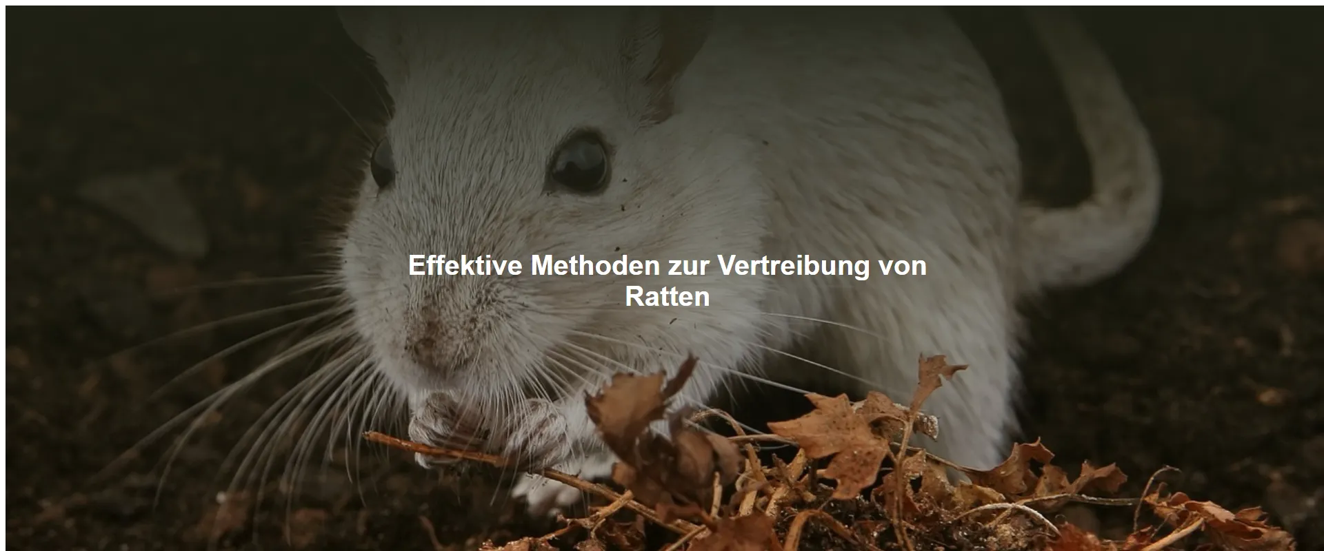 Effektive Methoden zur Vertreibung von Ratten