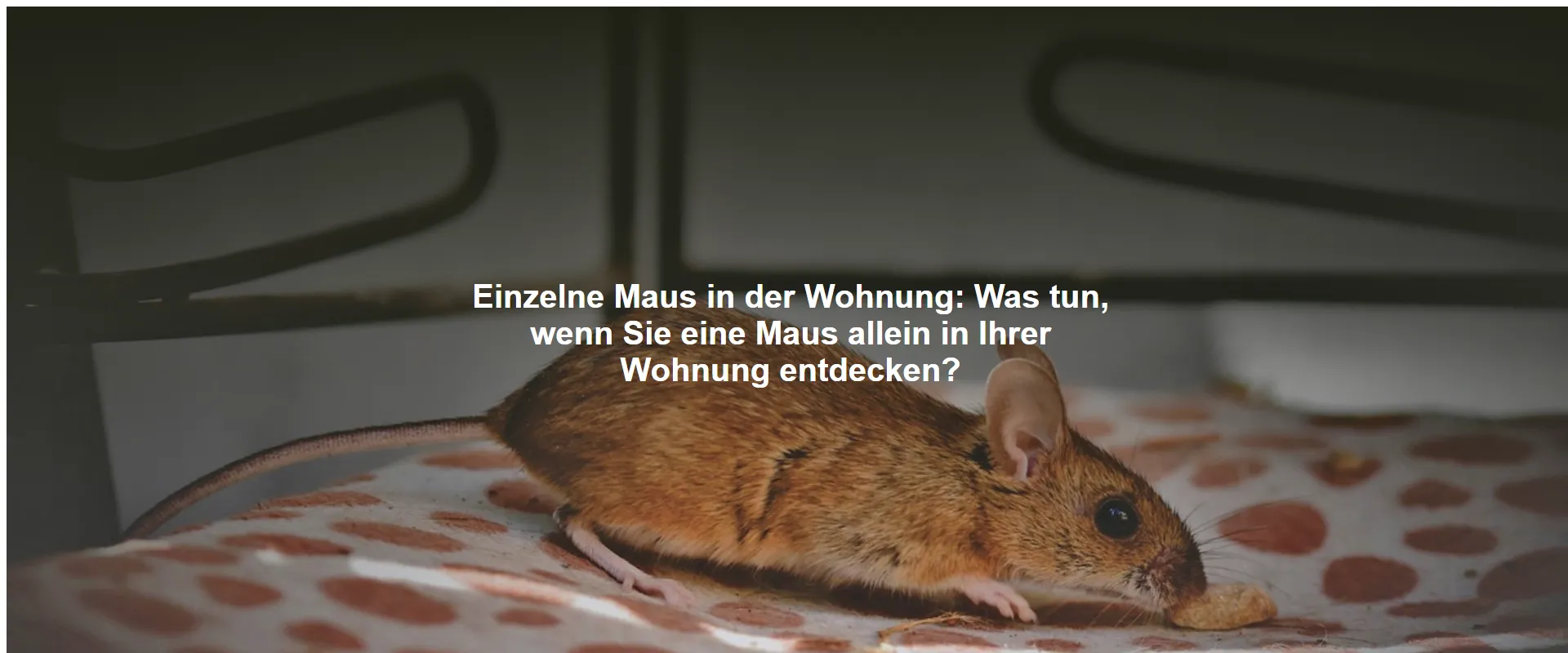 Einzelne Maus in der Wohnung – Was tun, wenn Sie eine Maus allein in Ihrer Wohnung entdecken?