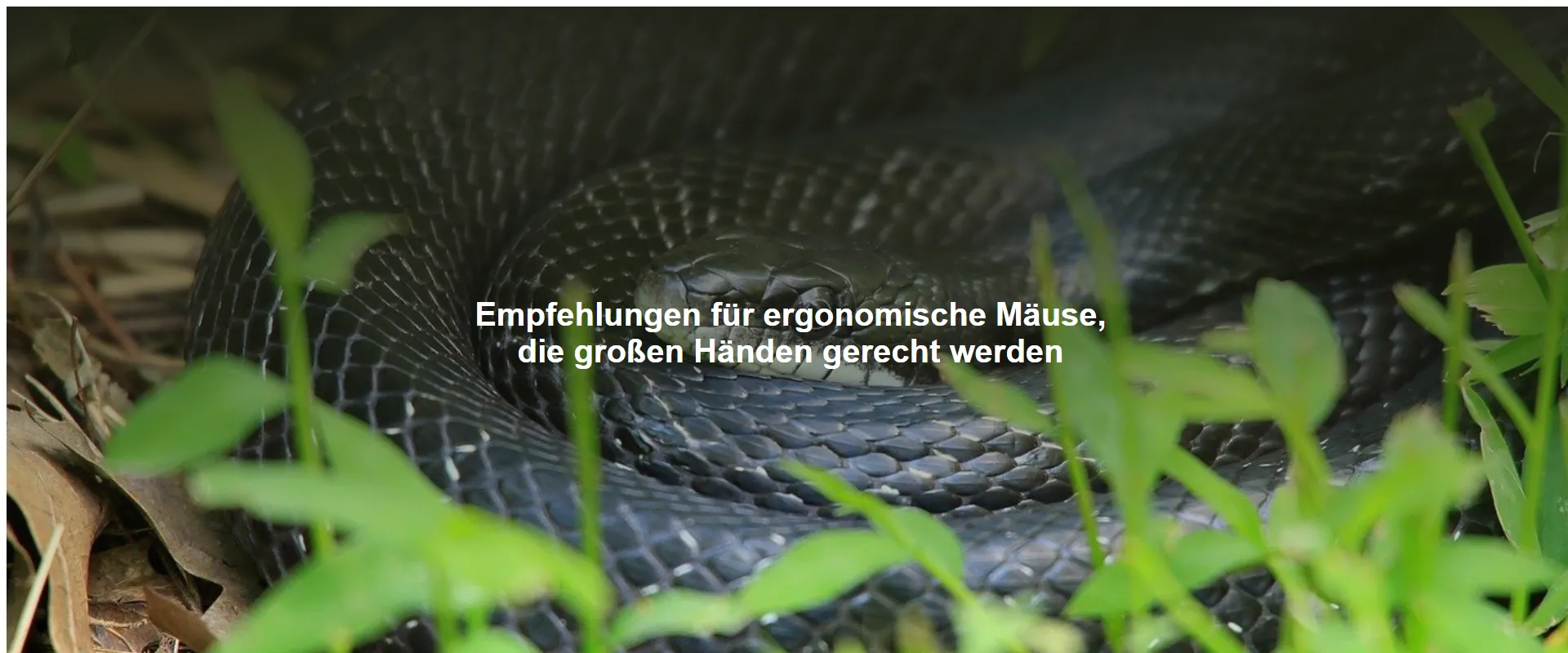 Empfehlungen für ergonomische Mäuse, die großen Händen gerecht werden