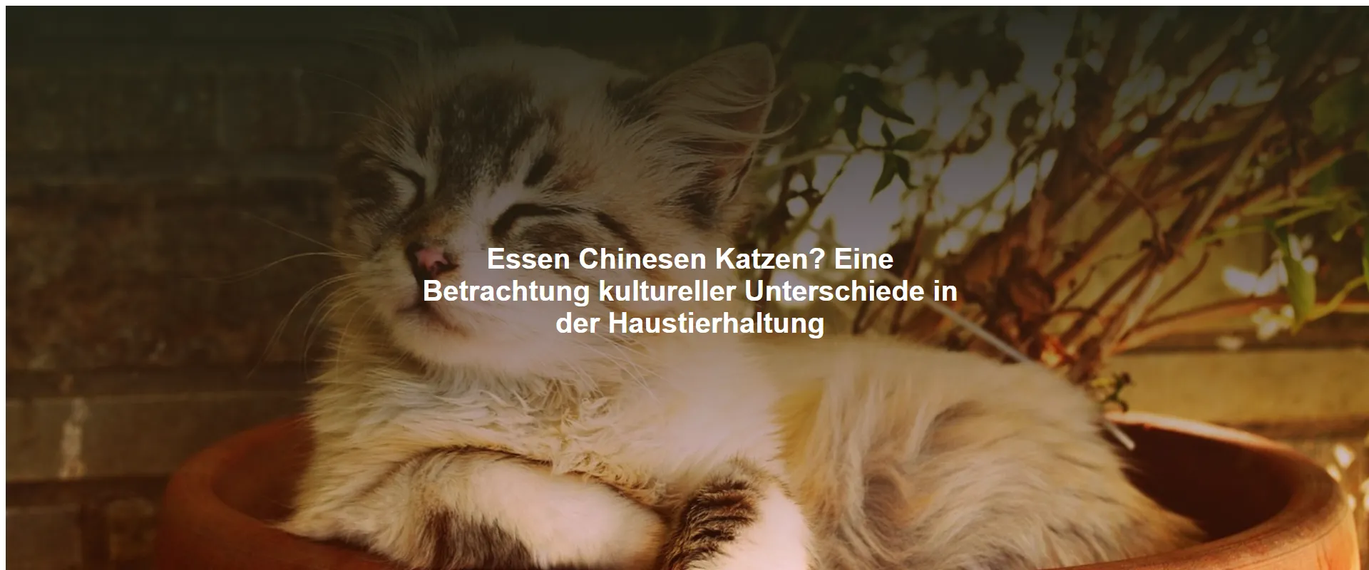 Essen Chinesen Katzen? Eine Betrachtung kultureller Unterschiede in der Haustierhaltung