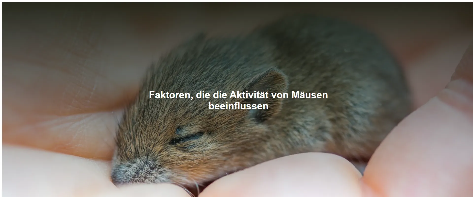 Faktoren, die die Aktivität von Mäusen beeinflussen