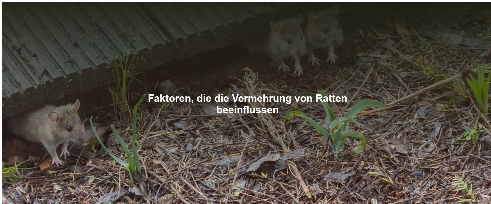 Faktoren, die die Vermehrung von Ratten beeinflussen