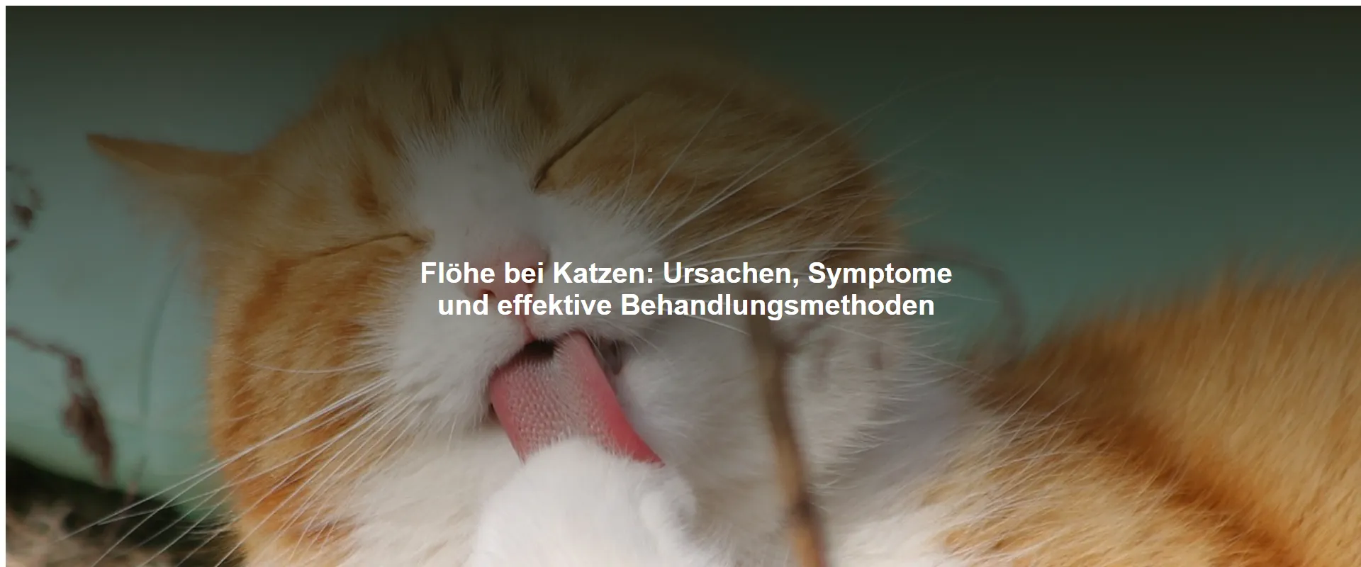 Flöhe bei Katzen – Ursachen, Symptome und effektive Behandlungsmethoden