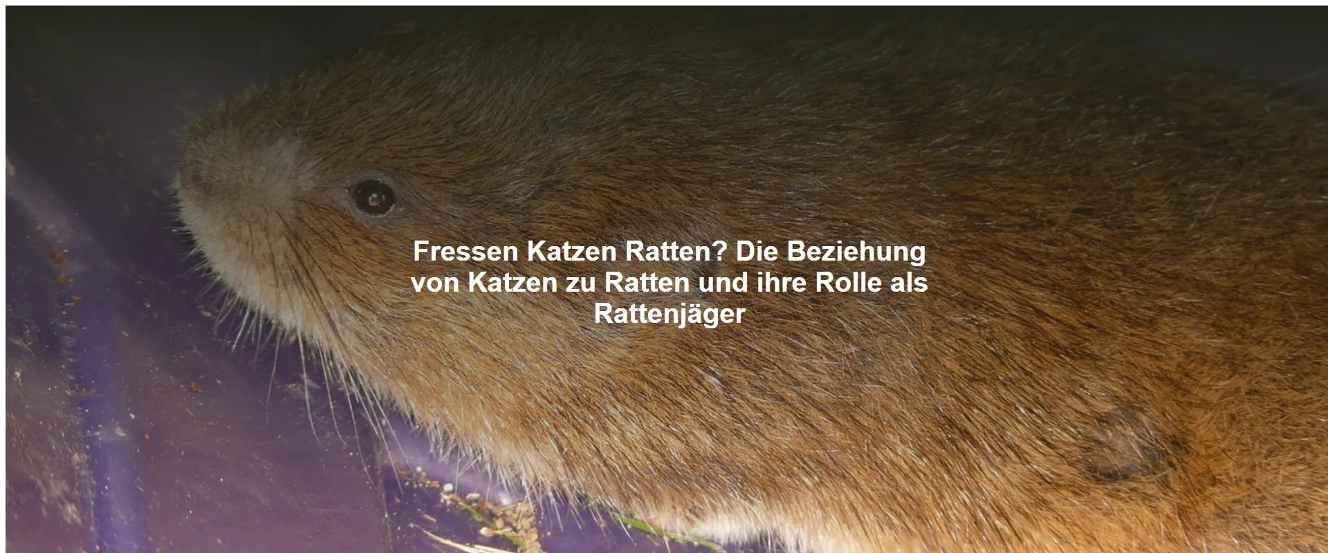 Fressen Katzen Ratten? Die Beziehung von Katzen zu Ratten und ihre Rolle als Rattenjäger