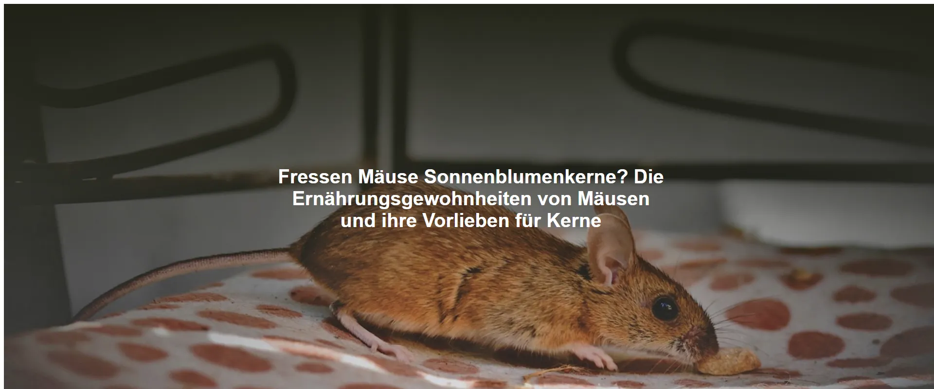 Fressen Mäuse Sonnenblumenkerne? Die Ernährungsgewohnheiten von Mäusen und ihre Vorlieben für Kerne