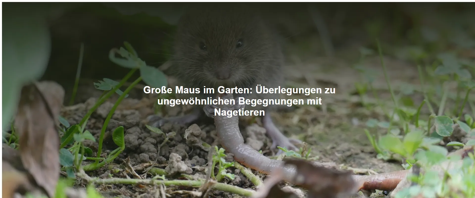 Große Maus im Garten – Überlegungen zu ungewöhnlichen Begegnungen mit Nagetieren
