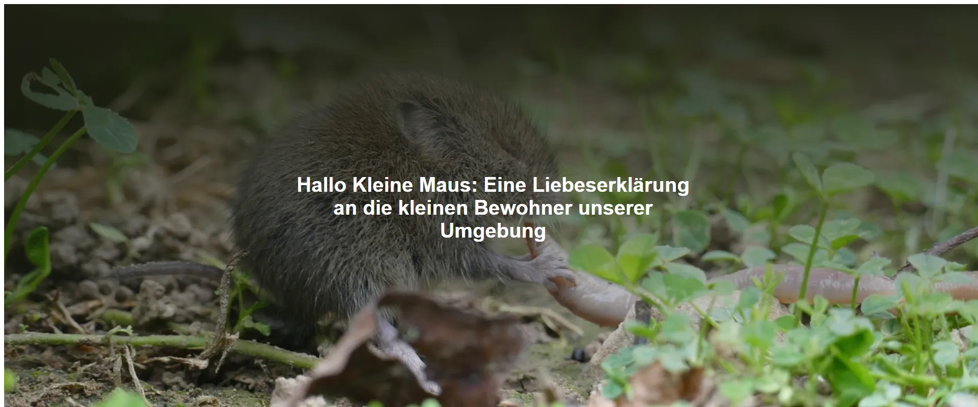 Hallo Kleine Maus – Eine Liebeserklärung an die kleinen Bewohner unserer Umgebung