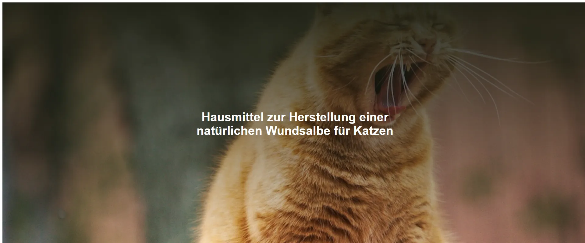 Hausmittel zur Herstellung einer natürlichen Wundsalbe für Katzen