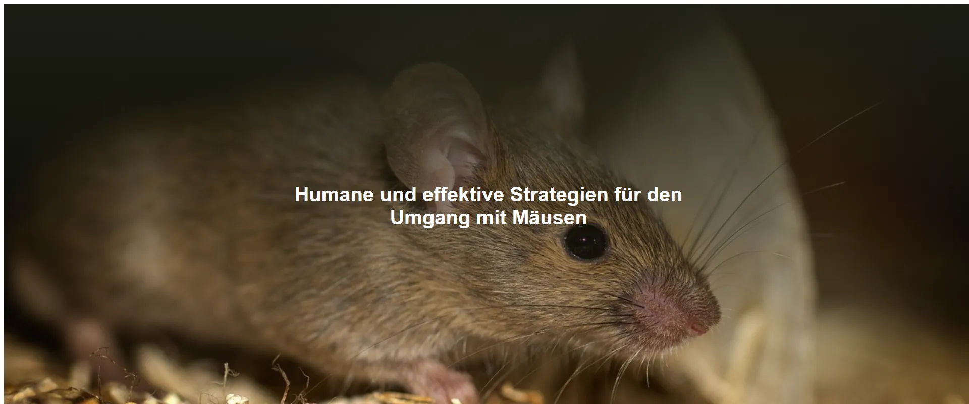 Humane und effektive Strategien für den Umgang mit Mäusen