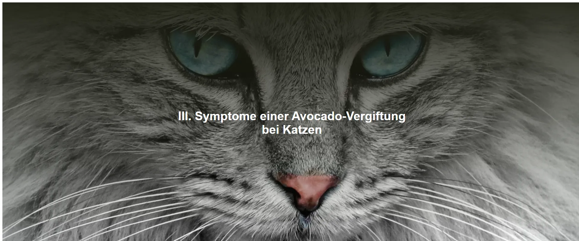 Symptome einer Avocado-Vergiftung bei Katzen