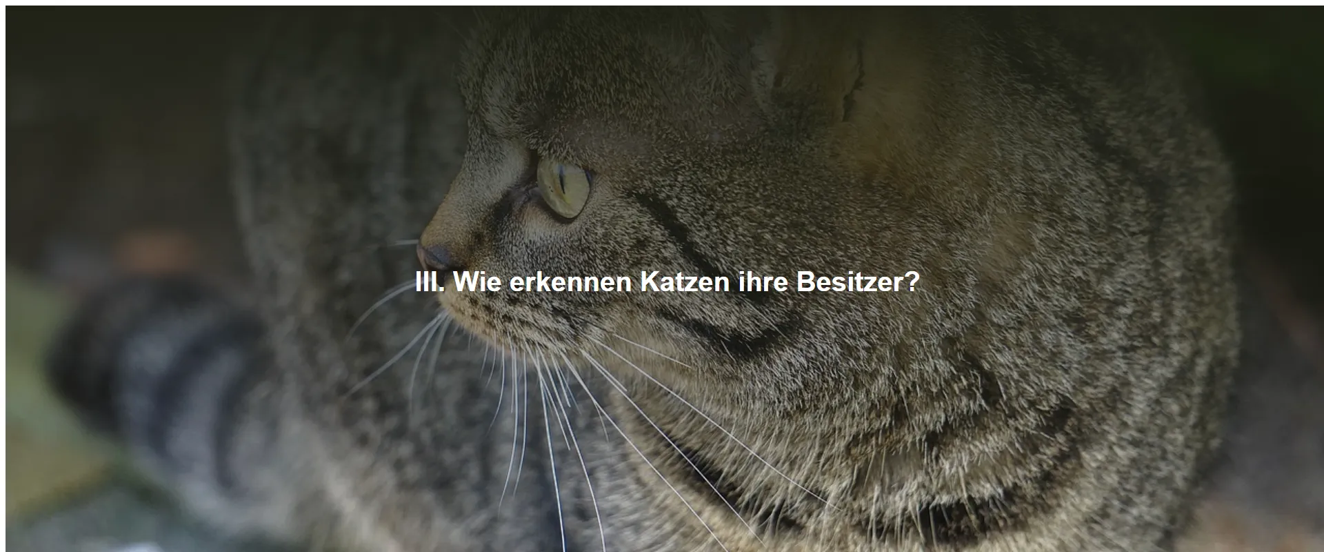 Wie erkennen Katzen ihre Besitzer?