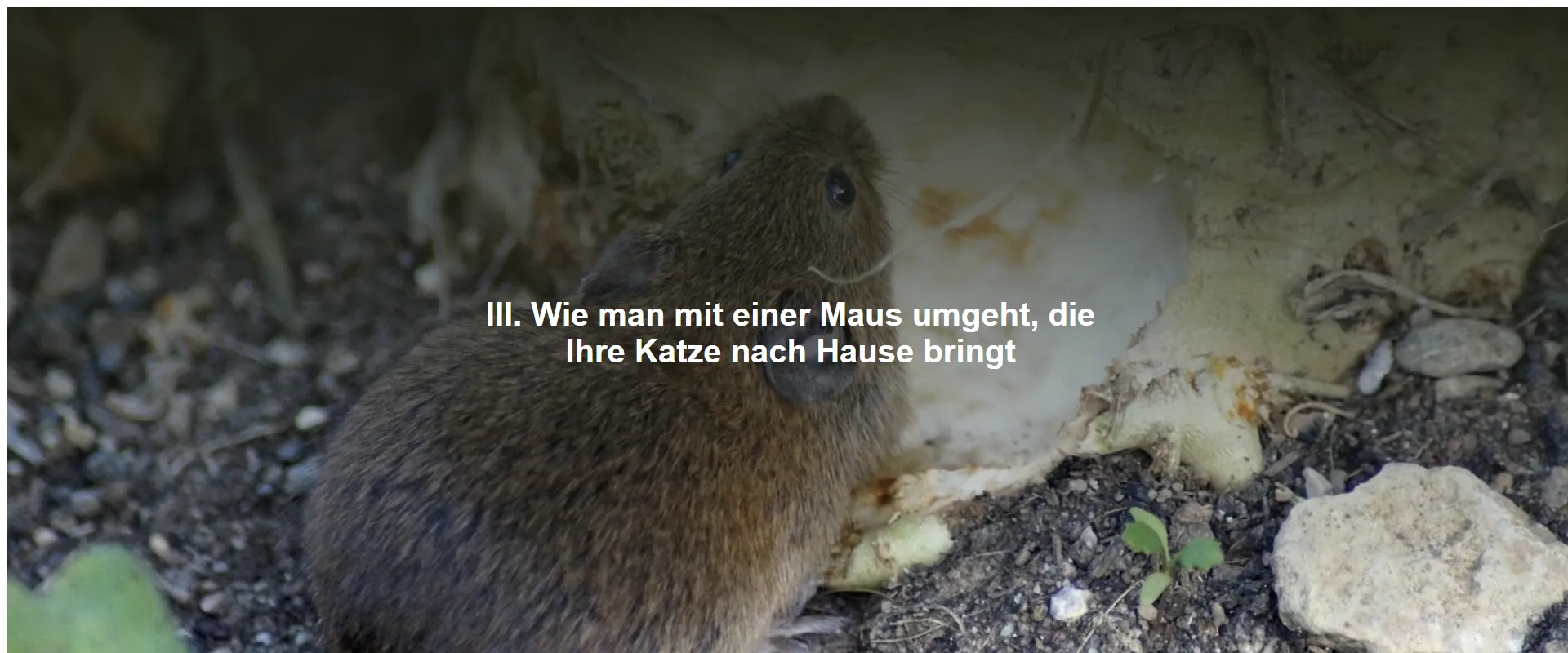 Wie man mit einer Maus umgeht, die Ihre Katze nach Hause bringt