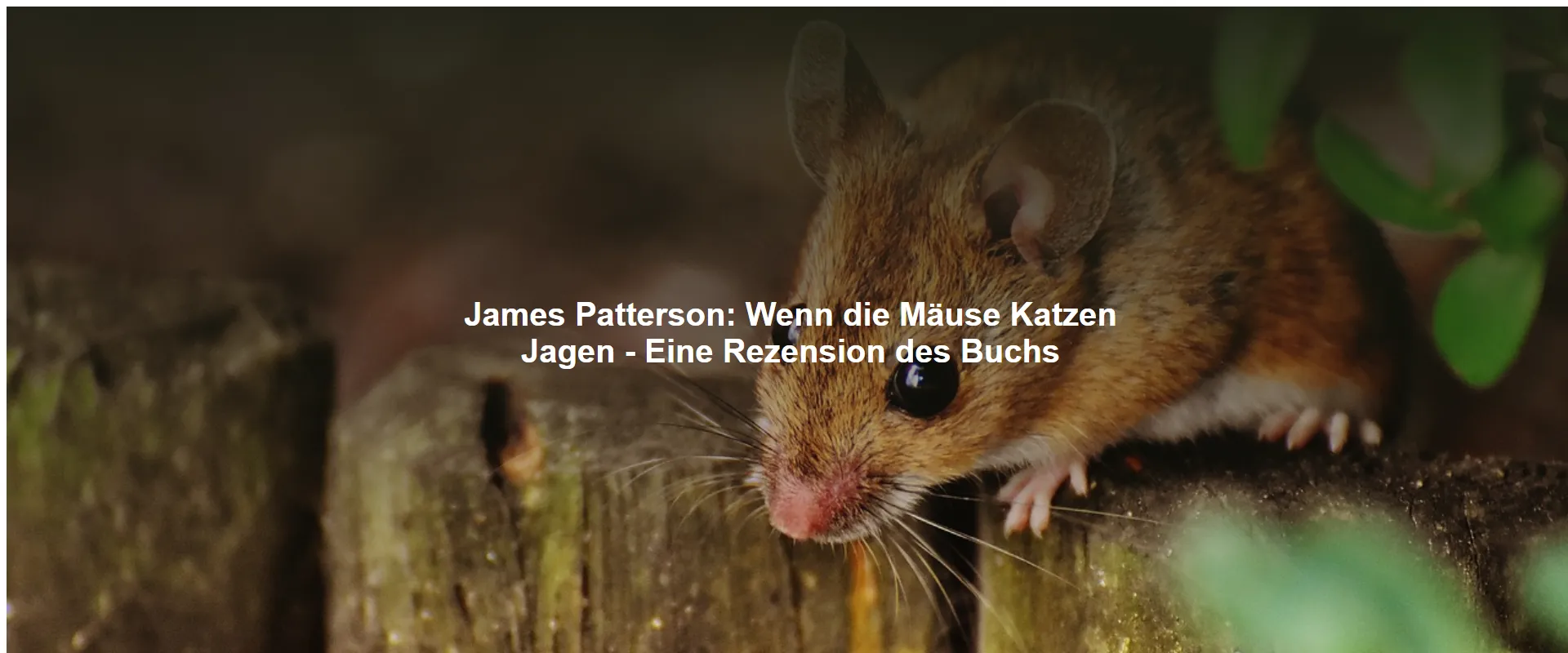James Patterson – Wenn die Mäuse Katzen Jagen – Eine Rezension des Buchs