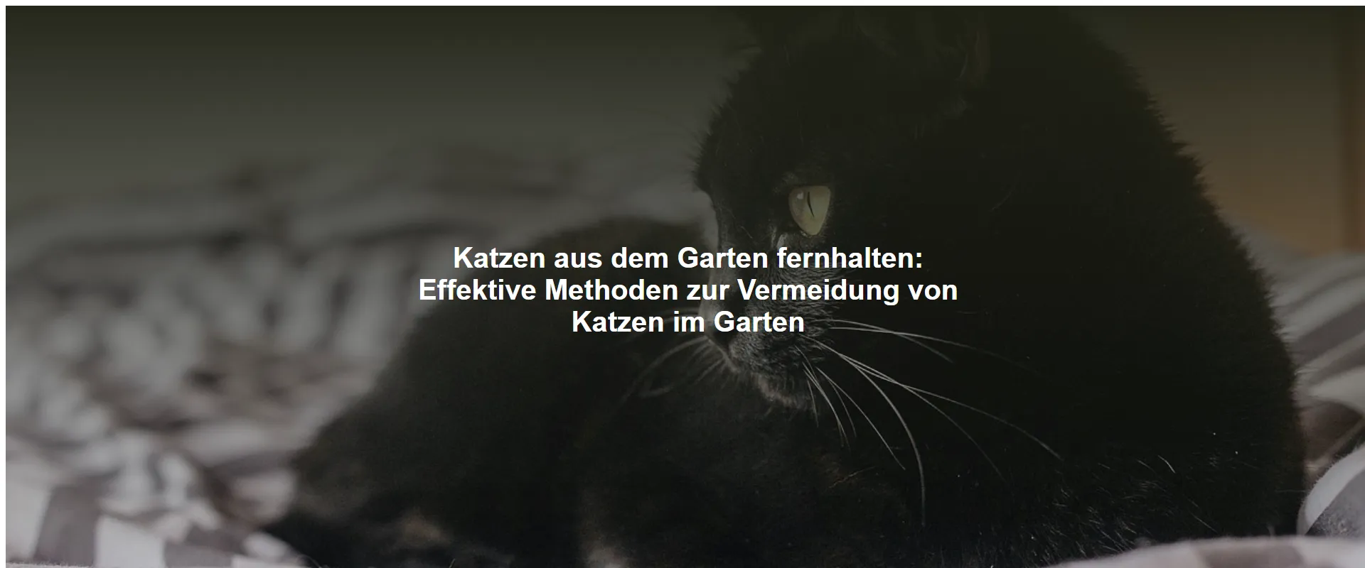 Katzen aus dem Garten fernhalten – Effektive Methoden zur Vermeidung von Katzen im Garten