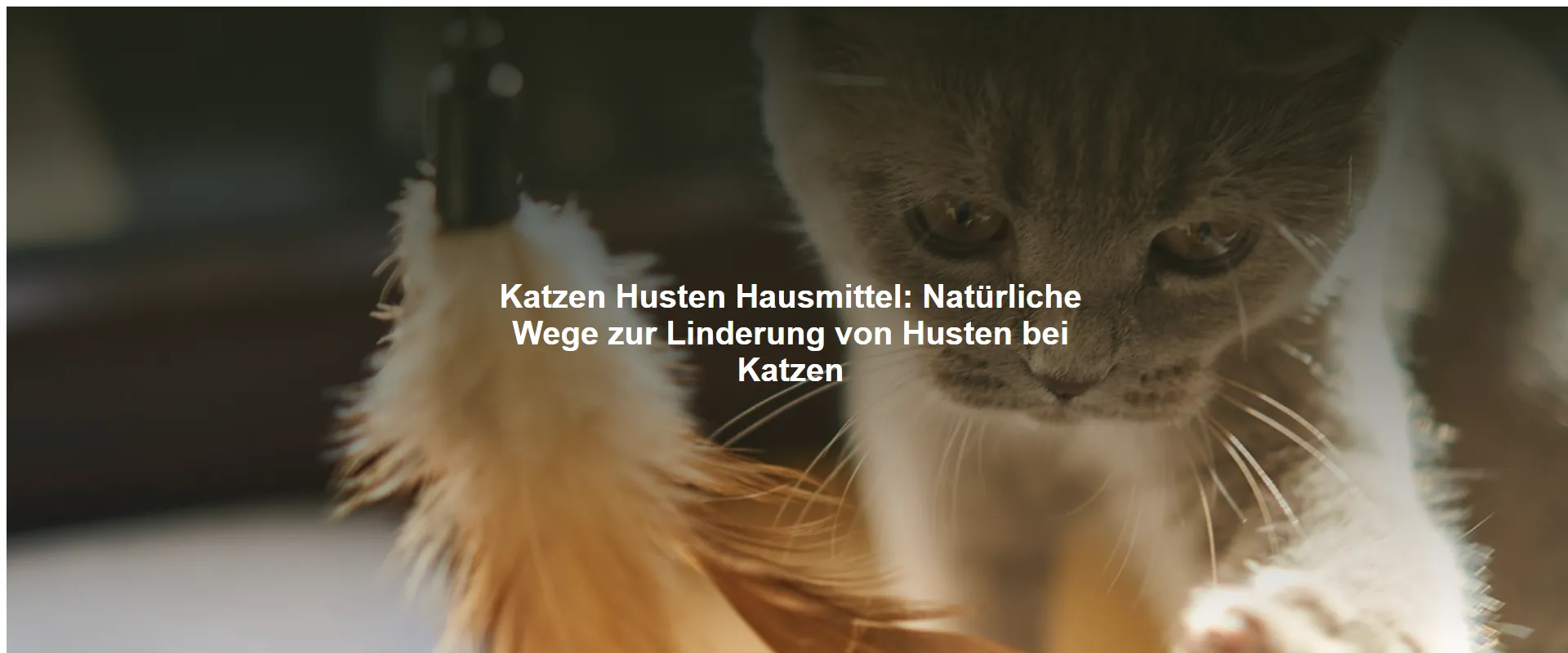 Katzen Husten Hausmittel – Natürliche Wege zur Linderung von Husten bei Katzen