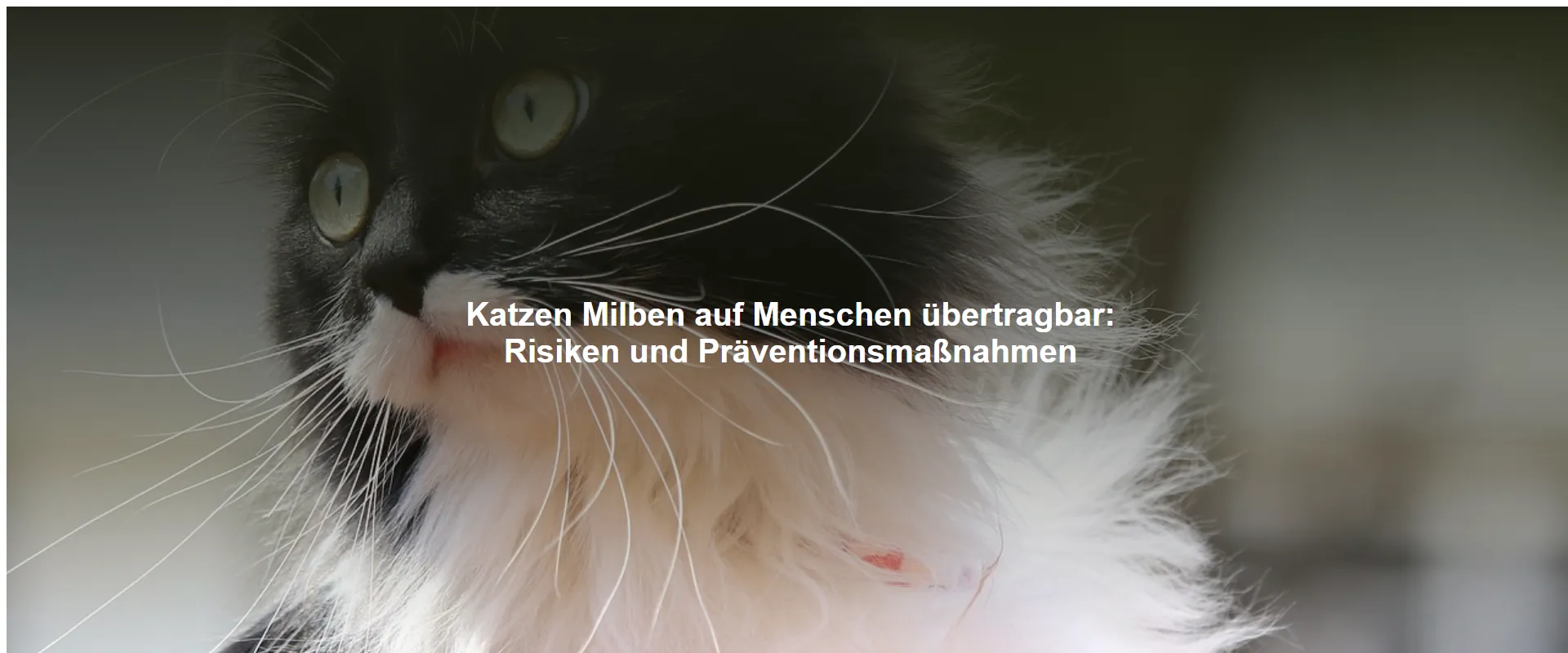 Katzen Milben auf Menschen übertragbar – Risiken und Präventionsmaßnahmen