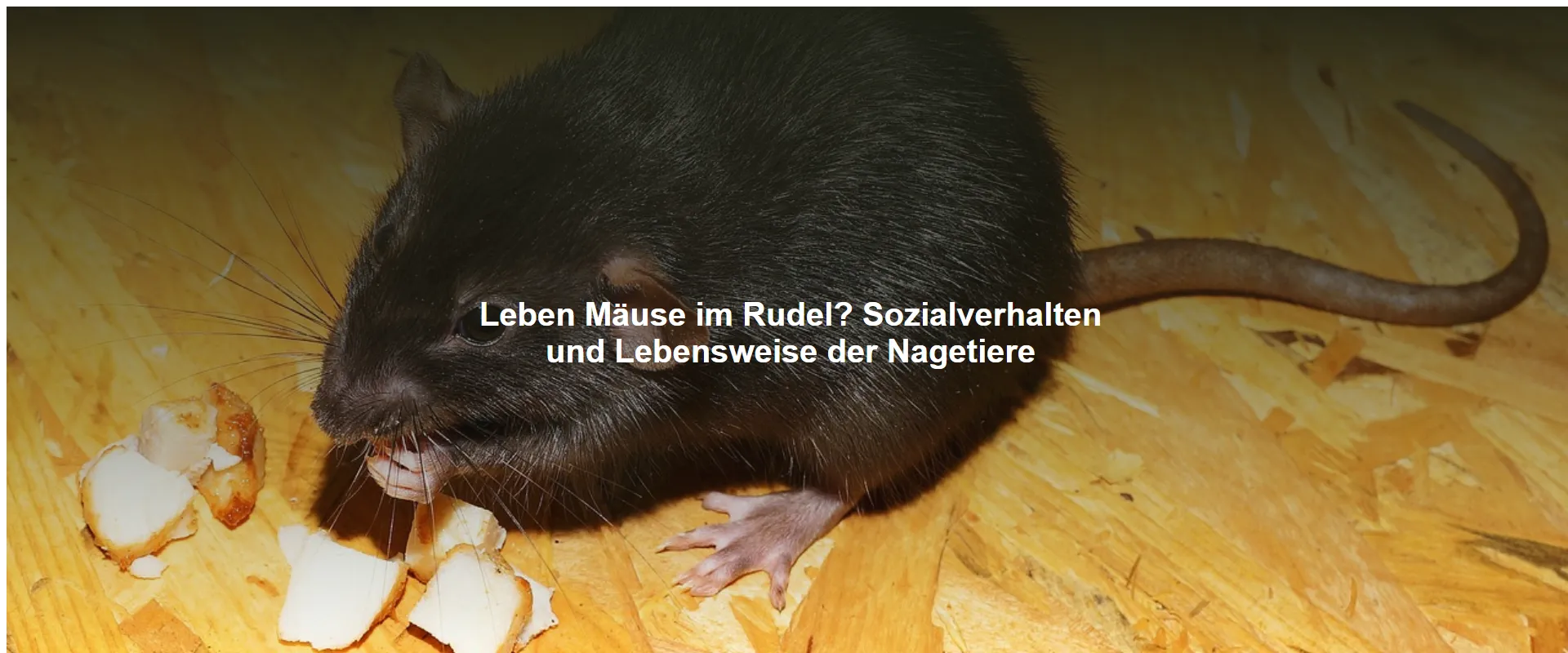 Leben Mäuse im Rudel? Sozialverhalten und Lebensweise der Nagetiere
