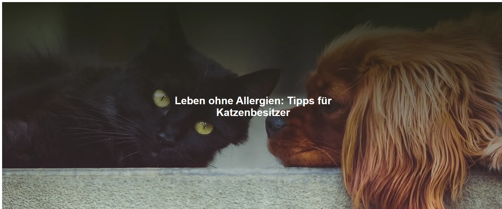 Leben ohne Allergien – Tipps für Katzenbesitzer