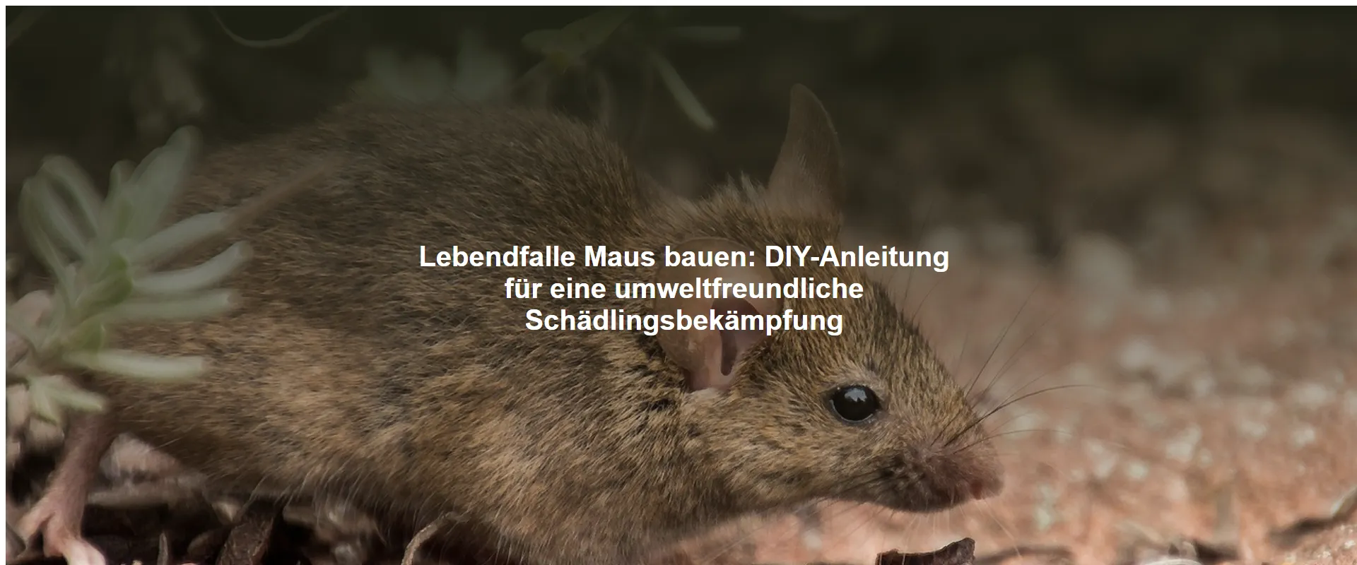 Lebendfalle Maus bauen – DIY-Anleitung für eine umweltfreundliche Schädlingsbekämpfung