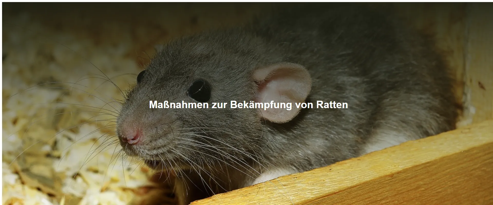 Maßnahmen zur Bekämpfung von Ratten