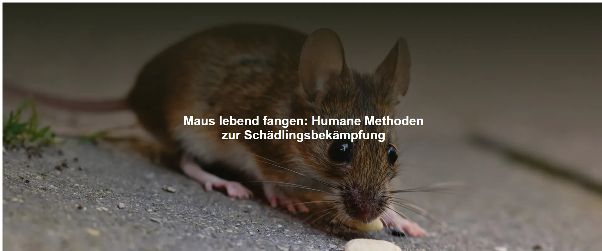 Maus lebend fangen – Humane Methoden zur Schädlingsbekämpfung