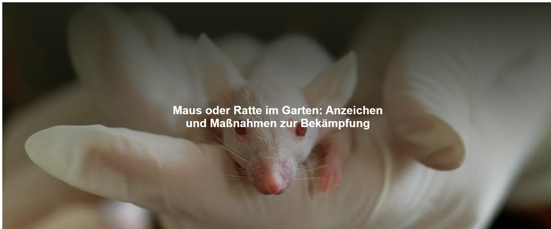 Maus oder Ratte im Garten – Anzeichen und Maßnahmen zur Bekämpfung