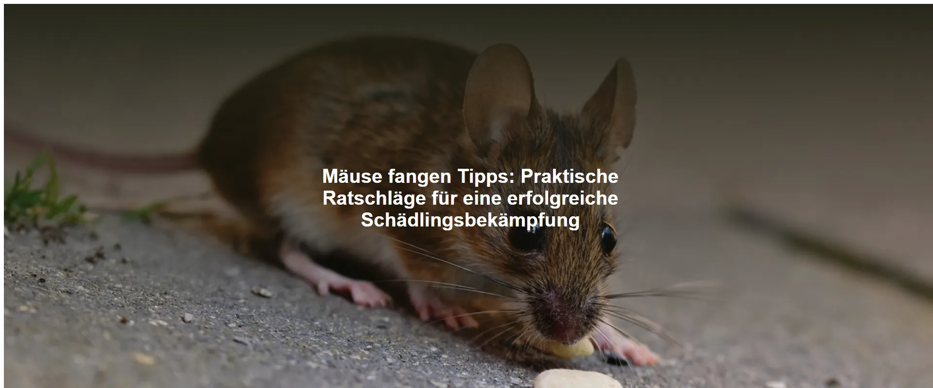 Mäuse fangen Tipps – Praktische Ratschläge für eine erfolgreiche Schädlingsbekämpfung