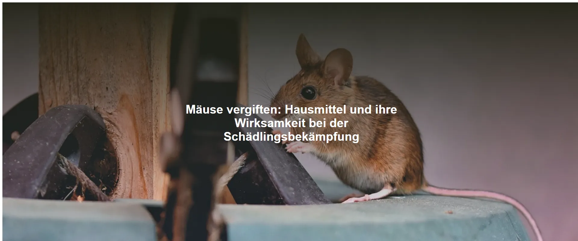 Mäuse vergiften – Hausmittel und ihre Wirksamkeit bei der Schädlingsbekämpfung