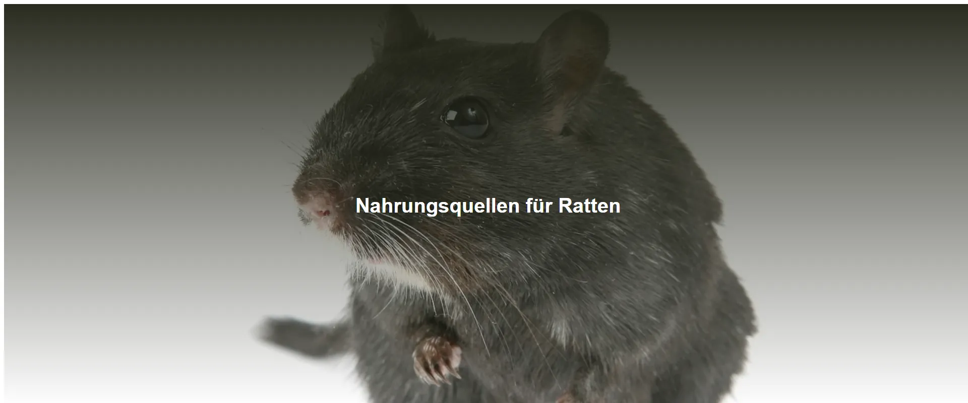 Nahrungsquellen für Ratten