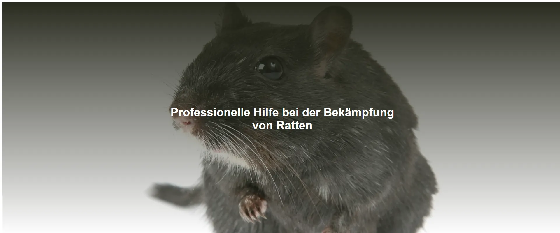 Professionelle Hilfe bei der Bekämpfung von Ratten