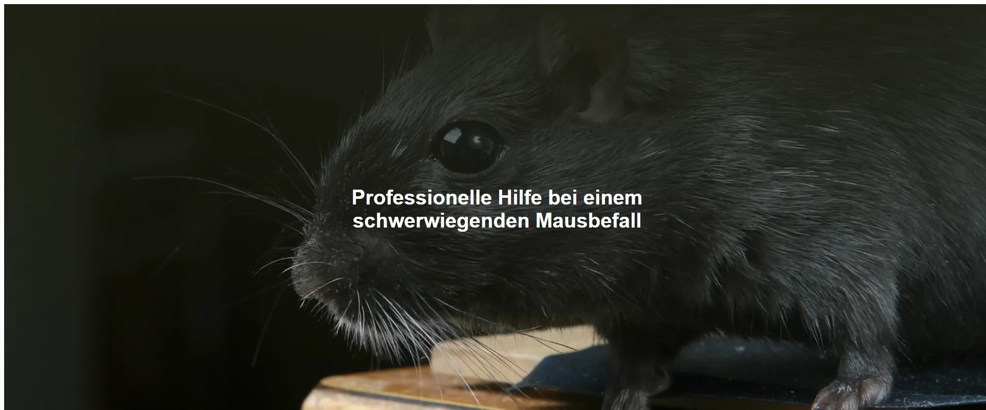 Professionelle Hilfe bei einem schwerwiegenden Mausbefall