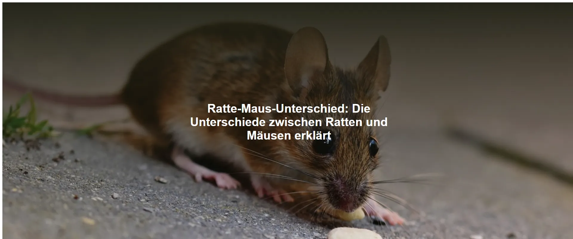 Ratte-Maus-Unterschied – Die Unterschiede zwischen Ratten und Mäusen erklärt